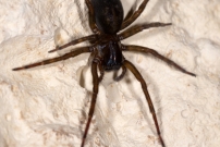 L'Amaurobe froce. Une femelle (Araneae - Amaurobiidae - Amaurobius ferox)